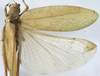 CollectionObject 1541638; 95dfaef9-062e-4a54-bccb-731b478c19a2: female, dorsal view (syntype). (CollectionObject).