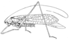 Arantia (Arantia) angustipennis Chopard, 1954: Fig. 2. male habitus (green, tegmen length 37.5 mm, hind femur 25.5 mm). (Otu).