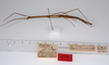 CollectionObject 1559067; bdb9903d-cc1b-4bc3-bf6c-14f9d7d64a57: copyright ZMUH, Hamburg. female, lateral view of synonym Hyrtacus imitans (holotype). (CollectionObject).