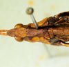 CollectionObject 1498705; c17090d7-5ef8-4672-a32b-f6e027c7f5c6: male head and pronotum, dorsal view. (CollectionObject).