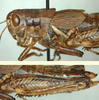 female. Depicts Melanoplus payettei Hebard, 1936, an Otu.