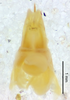 CollectionObject 1499379; 7c51828c-b01b-41ef-bf39-75276d63148d: male genitalia, dorsal view (holotype). (CollectionObject).