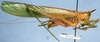 CollectionObject 1531631; 4db35522-e979-453e-b281-c5f9d1893b43: male, lateral view (syntype). (CollectionObject).