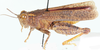 Plegmapterus irisus (Serville, 1838): lateral view. (Otu).