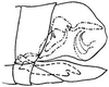 Pygofer, lateral view on Commellus comma (Van Duzee, 1892): genital capsule, laterally. (Observation).