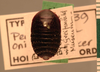 CollectionObject 1553290; ebb10483-ce8e-46ab-9c4d-2ccdd45c977c: Copyright UMO, Oxford. Type, dorsal view. (CollectionObject).