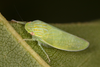 Live specimen: Gyponana sp. Boxford, Essex Co., Massachusetts, USA; August 26, 2019. (Observation).