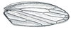 Forewing: !! display not done !! on Attenuipyga (Dorycara) Emeljanov, 1966: Attenuipyga (Dorycara) platyrhyncha, forewing. (Observation).