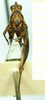 CollectionObject 1586202; 646d3b3d-1caa-48a1-85dd-d4bf2a89b677, NMW NRM-ORTH 13053: female, frontal view (paralectotype). (CollectionObject).