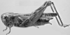Dichroplus obscurus Bruner, 1900: Fig. 4. female, lateral view. (Otu).