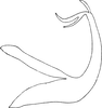 Aedeagus, lateral view on Edwardsiana menzbieri Zakhvatkin, 1948: Aedeagus, lateral view. (Observation).
