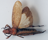 Dictyophorus (Tapesiella) griseus griseus (Reiche & Fairmaire, 1849): male, dorsal view (syntype of Tapesia aethiopicus). (Otu).