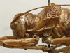 CollectionObject 1534985; 2f802408-bd8d-4f26-a249-374b737cfa54: male pronotum, lateral view (lectotype of Uromenus foliaceus). (CollectionObject).