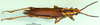 CollectionObject 1501889; 2991bad9-ba7f-4cc5-a94e-8163792bdb43: male, dorsal view (paralectotype). (CollectionObject).