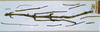 CollectionObject 1559020; fd06cf01-4c21-4bed-89a0-6a43e6d0e90d: copyright NHRS, Stockholm. female of synonym Donusa prolixa (syntype). (CollectionObject).;CollectionObject 1559021; 3fe6de0d-6562-44e1-a229-8ddc11754e94: copyright NHRS, Stockholm. female of synonym Donusa prolixa (syntype). (CollectionObject).