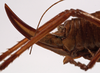 CollectionObject 1534558; c9c7c5c3-327d-4c61-b3f1-922901f78495: female ovipositor (holotype). (CollectionObject).