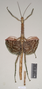 CollectionObject 1556979; NHMUK(SF IMPORT DUPLICATE) 844987, d417b3a8-e424-455e-b8ee-700dff073cfc: copyright Natural History Museum, London. female (holotype). (CollectionObject).