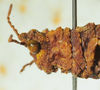 CollectionObject 1498694; d315aa8c-f889-46fa-b174-2a7894671064: female head and pronotum, lateral view. (CollectionObject).