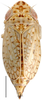 Habitus, dorsal view: Bonaspeia attia, dorsally (INHS). (Observation).