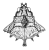 Spathalium audouinii (Blanchard, 1836): Fig. 5. female, head and pronotum, dorsal view (from Tandil). (Otu).