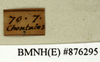 CollectionObject 1572858; c4f50040-77d0-4cdd-9aff-5742bfaa3db8: Copyright Natural History Museum, London. Labels from non-type (adult male) in BM(NH). (CollectionObject).