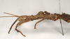 CollectionObject 1559196; 04b1808d-323a-4a0e-8c96-cdfdb5a7d908: copyright Natural History Museum, London. female: head and thorax, lateral view (paralectotype). (CollectionObject).