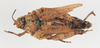 CollectionObject 1540644; 7013bc30-d199-4f9c-b1ea-7a5ab22ca368: female, dorsal view (holotype of Chrotogonus aethiopicus). (CollectionObject).