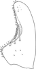 Subgenital plate, ventral view on Arboridia (Arboridia) septempunctata Choe & Jung, 2015: Subgenital plate. (Observation).