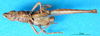 CollectionObject 1501354; f502dcb4-848a-411e-9bae-f1ad20b83b6a, MfN 3929: individual without abdomen, ventral view (holotype). (CollectionObject).