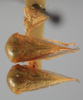 Habitus, dorsal view on Anisostylus fulgidus (Ball, 1937): (Observation).
