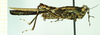 CollectionObject 1585783; afa140bf-2676-487b-8b69-9504a5380d90: male, lateral view (syntype). (CollectionObject).