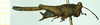CollectionObject 1572894; 49ee8da5-af80-43e0-9aa3-a6096250dd41: female, lateral view (paralectotype). (CollectionObject).