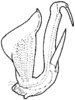 Aedeagus, lateral view: Aedeagus (E. integrata Dwor.), lateral view. (Observation).