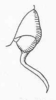 Helicocercus triguttatus (Brunner von Wattenwyl, 1895): Fig. 96. male cercus lateral. (Otu).