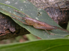 juvenile male. Depicts CollectionObject 1578278; b5c5f935-8ded-4457-bc50-92e4a8d68cc6, a CollectionObject.