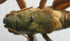 CollectionObject 1520704; d61f7c61-8c8e-48db-b492-0ed007d695b5: male pronotum, dorsal view (syntype). (CollectionObject).
