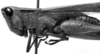 CollectionObject 1535702; 7993ef20-8423-4744-ad4c-465fd4817457: Image Carbonell, C.S. female head and pronotum, lateral view (holotype). (CollectionObject).