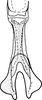 Connective on Drabescus vilbastei Zhang & Webb, 1996: Connective, ventral view. (Observation).