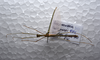 CollectionObject 1576087; ff92de04-db6f-4c6c-a76e-f0d81b4fd0d4: copyright SPM, Kinabalu. male, dorsal view (holotype). (CollectionObject).