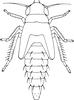 Nymph on Fagocyba cruenta (Herrich-Schäffer, 1838): (Observation).