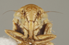 Head: !! display not done !! on Balclutha punctata (Fabricius, 1775): Head/Face. (Observation).