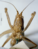 CollectionObject 1595894; 954643fd-4afc-4b3a-986d-7f8000f04cb3: female, frontal view (syntype). (CollectionObject).