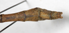 CollectionObject 1557304; NMW 645, f9e15317-ecad-451e-9f8e-c1986a57f9e7: copyright NMW, Vienna. male: end of abdomen, dorsal view (holotype). (CollectionObject).