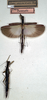 CollectionObject 1558262; NMW 248, 916c3b9f-3bca-4c13-bc55-9b87e7408acf: copyright NMW. female (syntype). (CollectionObject).