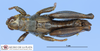 CollectionObject 1478876; eb19e24e-376a-4145-8a72-3579ffa2dc01, MLP26770: male, dorsal view (holotype). (CollectionObject).