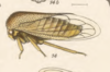 Habitus, lateral view: !! display not done !! on Procyrta affinis (Fowler, 1895): (Observation).