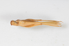 CollectionObject 1534181; de615154-af35-4605-848c-5b35b224c046: Male, dorsal view (syntype). (CollectionObject).