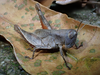 FieldOccurrence 86; 32fff33b-a7bb-41ae-8d9e-6301d0893132; Tanzania
Sigi Trail East Usambara Mountains, 2022/03/20: female. (FieldOccurrence).