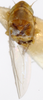 Habitus, dorsal view on Erythridula varia (McAtee, 1920): Habitus (holotype of E. ivani Hepner, INHS collection). (Observation).