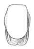 Fig. 11a. male pronotum, dorsal view. Depicts Thaumaspis (Thaumaspis) trigonurus Bolívar, 1900, an Otu.